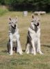 Filename=8mes_Korry_Kosmo_Raff.jpg
Filesize=128KiB
Dimensions=800x1087
Date added=Jul 21, 2019 8mes_Korry_Kosmo_Raff.jpg