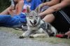 Filename=D_fenka2_Trepesch.jpg
Filesize=163KiB
Dimensions=1200x800
Date added=Jul 21, 2019 D_fenka2_Trepesch.jpg