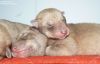 pups_B_3days1.jpg