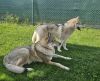 Filename=11let_CyrioH3.jpg
Filesize=626KiB
Dimensions=1200x981
Date added=May 22, 2025 11let_CyrioH3.jpg