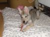 Filename=11weeks_cora.jpg
Filesize=685KiB
Dimensions=1000x750
Date added=Feb 02, 2014 11weeks_cora.jpg