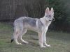 Filename=16weeks_cora4.jpg
Filesize=711KiB
Dimensions=1000x750
Date added=Mar 11, 2014 16weeks_cora4.jpg
