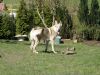 Filename=Cora_jaro2015.jpg
Filesize=353KiB
Dimensions=1200x900
Date added=May 13, 2015 Cora_jaro2015.jpg