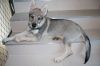 12weeks_Draconis9.jpg