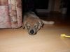 Filename=8weeks_Eldridge3.jpg
Filesize=96KiB
Dimensions=1000x750
Date added=Dec 18, 2015 8weeks_Eldridge3.jpg