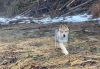 Filename=11weeks_Maiko.jpg
Filesize=304KiB
Dimensions=1200x830
Date added=Feb 22, 2021 11weeks_Maiko.jpg