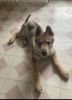 Filename=11weeks_Maiko4.jpg
Filesize=100KiB
Dimensions=800x1099
Date added=Feb 22, 2021 11weeks_Maiko4.jpg