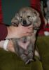 Filename=2tydny_MII_male2.jpg
Filesize=90KiB
Dimensions=800x1142
Date added=Jan 12, 2021 2tydny_MII_male2.jpg