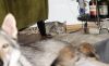 Filename=3weeks1_MII.jpg
Filesize=90KiB
Dimensions=1200x743
Date added=Jan 12, 2021 3weeks1_MII.jpg
