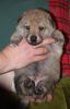 Filename=3weeks_Female_no_4.jpg
Filesize=130KiB
Dimensions=800x1239
Date added=Jan 12, 2021 3weeks_Female_no_4.jpg