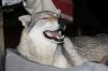 Filename=3weeks_MII_FUFI.jpg
Filesize=133KiB
Dimensions=1200x800
Date added=Jan 12, 2021 3weeks_MII_FUFI.jpg