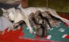 Filename=3weeks_MII_FUFI2.jpg
Filesize=133KiB
Dimensions=1200x742
Date added=Jan 12, 2021 3weeks_MII_FUFI2.jpg