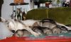 Filename=3weeks_MII_FUFI3.jpg
Filesize=110KiB
Dimensions=1200x720
Date added=Jan 12, 2021 3weeks_MII_FUFI3.jpg
