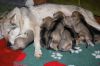 Filename=3weeks_MII_FuFi1.jpg
Filesize=198KiB
Dimensions=1200x800
Date added=Jan 12, 2021 3weeks_MII_FuFi1.jpg