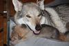 Filename=3weeks_MII_FuFi4.jpg
Filesize=142KiB
Dimensions=1200x805
Date added=Jan 12, 2021 3weeks_MII_FuFi4.jpg