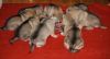 Filename=3weeks_MII_krmeni.jpg
Filesize=123KiB
Dimensions=1200x652
Date added=Jan 12, 2021 3weeks_MII_krmeni.jpg