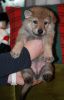 Filename=4weeks_MII_female_no_2.jpg
Filesize=109KiB
Dimensions=800x1245
Date added=Jan 12, 2021 4weeks_MII_female_no_2.jpg
