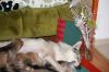 Filename=4weeks_MII_litter3.jpg
Filesize=177KiB
Dimensions=1200x800
Date added=Jan 12, 2021 4weeks_MII_litter3.jpg