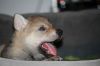 Filename=4weeks_MII_pups2.jpg
Filesize=106KiB
Dimensions=1200x800
Date added=Jan 12, 2021 4weeks_MII_pups2.jpg