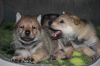 Filename=4weeks_MII_pups3.jpg
Filesize=149KiB
Dimensions=1200x800
Date added=Jan 12, 2021 4weeks_MII_pups3.jpg