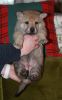Filename=4weeks_female_no_4.jpg
Filesize=104KiB
Dimensions=800x1287
Date added=Jan 12, 2021 4weeks_female_no_4.jpg