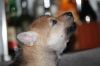 Filename=4weeks_howling_MII_org.jpg
Filesize=1455KiB
Dimensions=5184x3456
Date added=Jan 12, 2021 4weeks_howling_MII_org.jpg