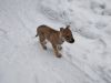 Filename=8weeks_Joker_paw3.jpg
Filesize=69KiB
Dimensions=1200x900
Date added=Jan 20, 2019 8weeks_Joker_paw3.jpg