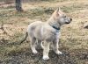 8weeks_Pharoah_Amaterasu1.jpg