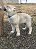 8weeks_Pharoah_Amaterasu3.jpg