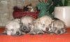 4males_12daysold.jpg