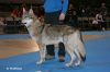 Uno_dogshow_Finland_march08.jpg