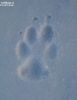 wolfdogs_paw_print.jpg