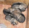 Y_6pups_14days.jpg