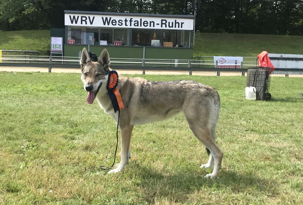 Chandrakali - German champion