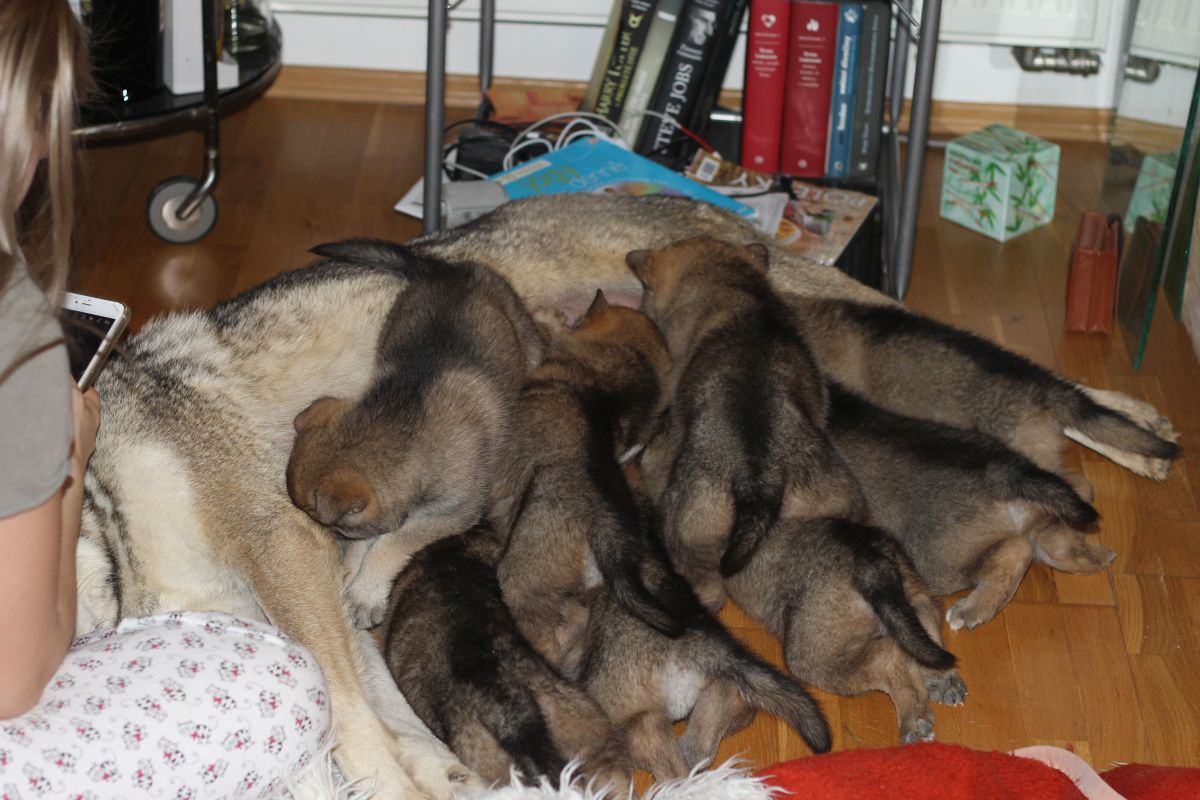 4 weeks Ch litter