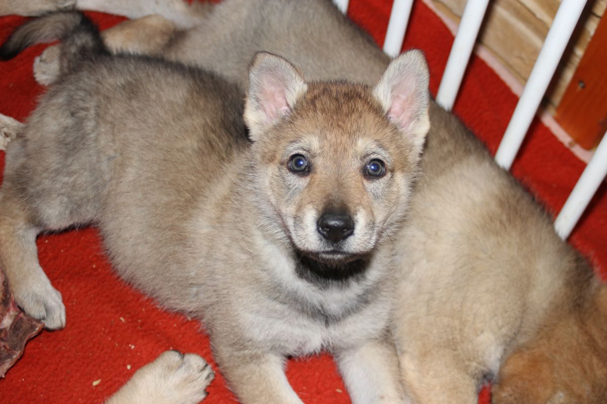 6 weeks Ch pups at home