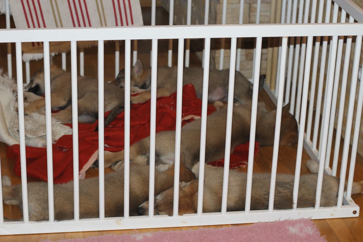 8 weeks CH puppies after vaccination - sleeping