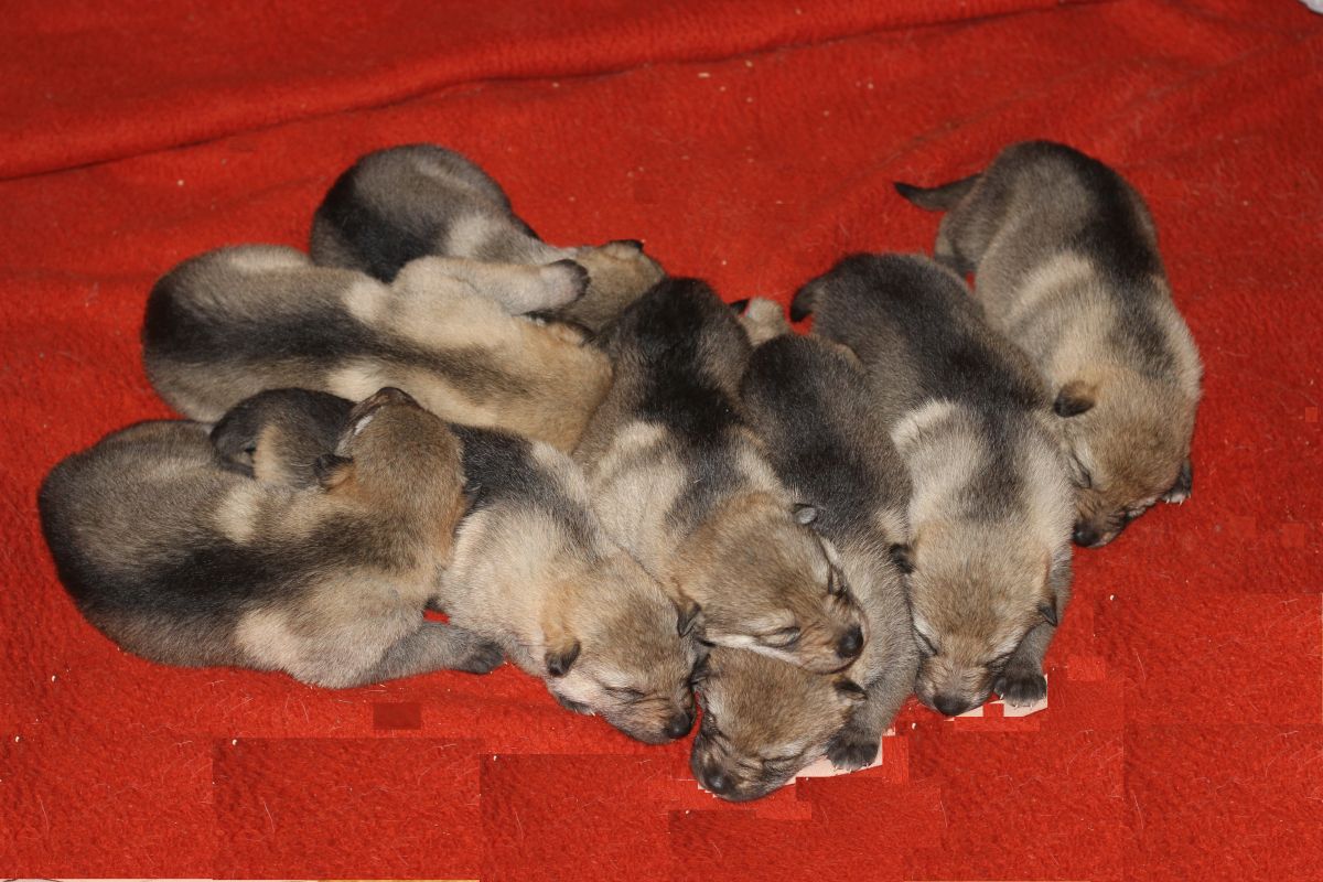 2 weeks I puppies