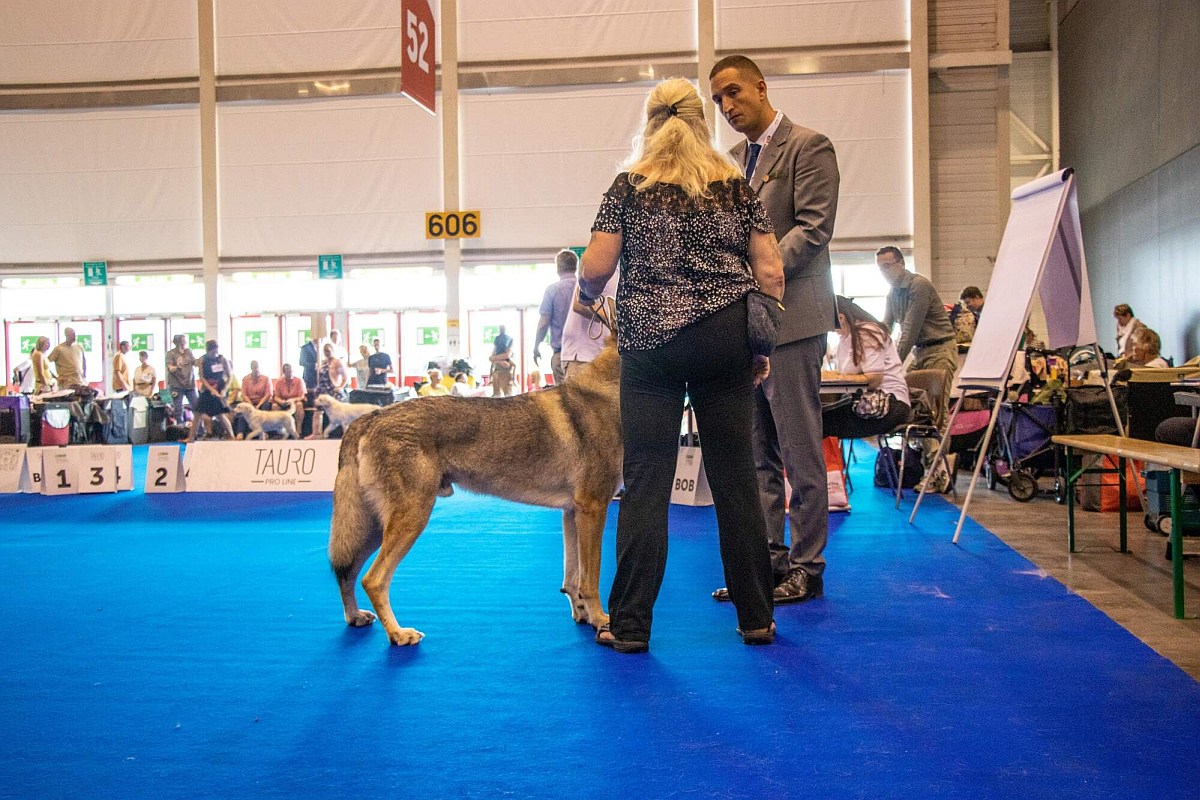 WDS Geneve Grand prix Chaan cono - rozhodčí