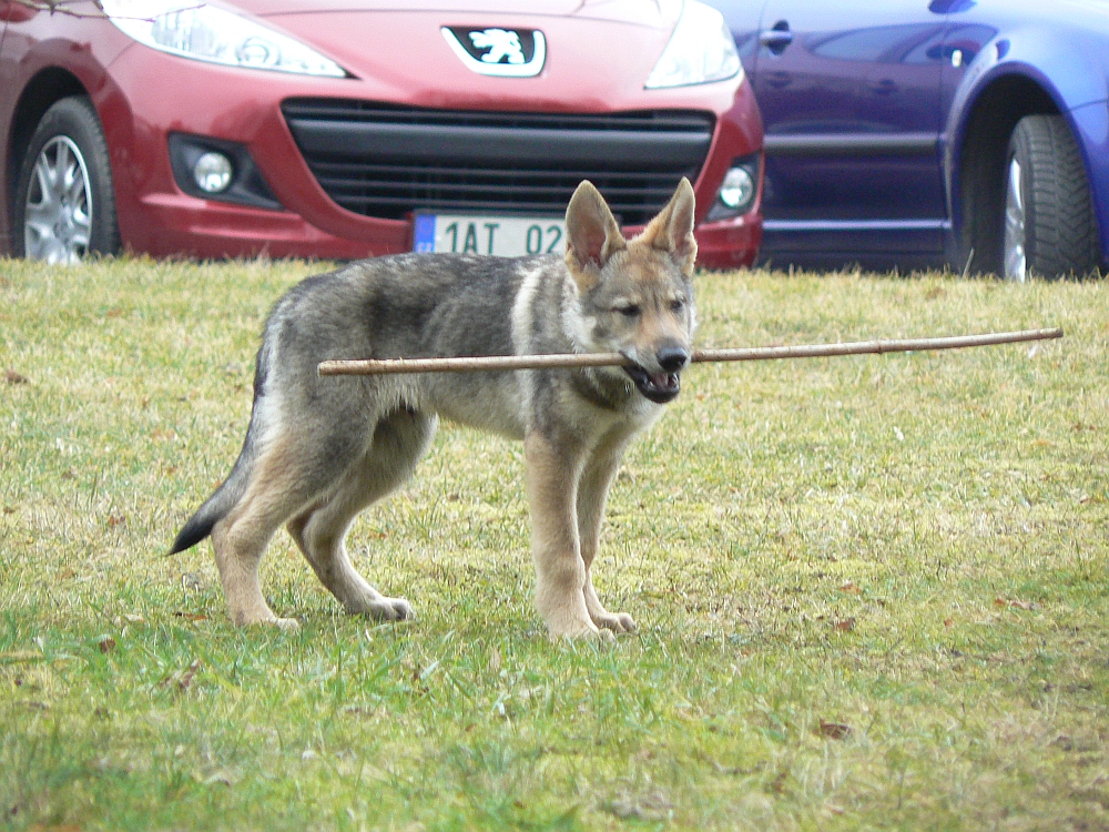 ten "klacíček" je můj Cyrio z Molu Es 13 týdnů