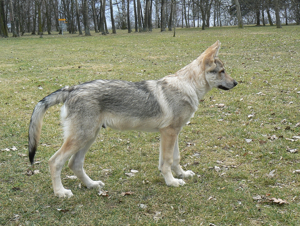 Ceveyo z Molu Es 15 týdnů