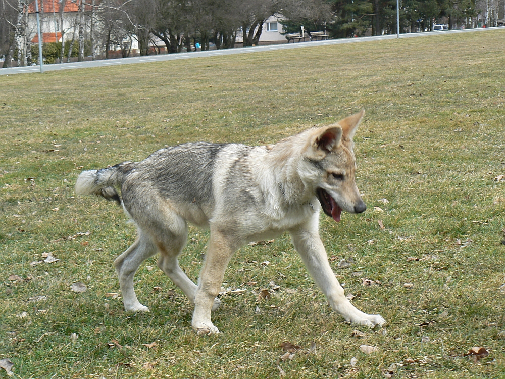 Ceveyo z Molu Es - 15 týdnů