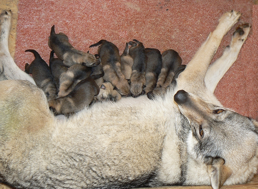 2 den II. vrhu C z Molu Es s maminkou Yukon