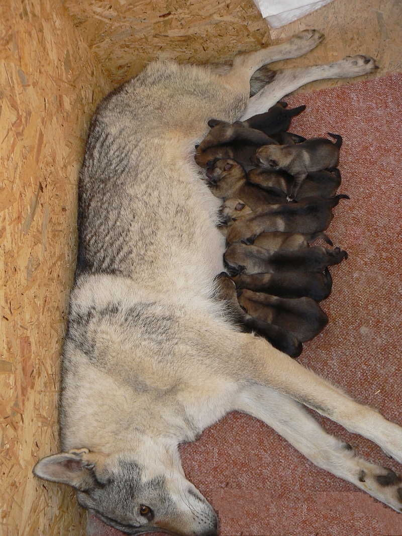 2 den II. vrhu C z Molu Es s maminkou Yukon