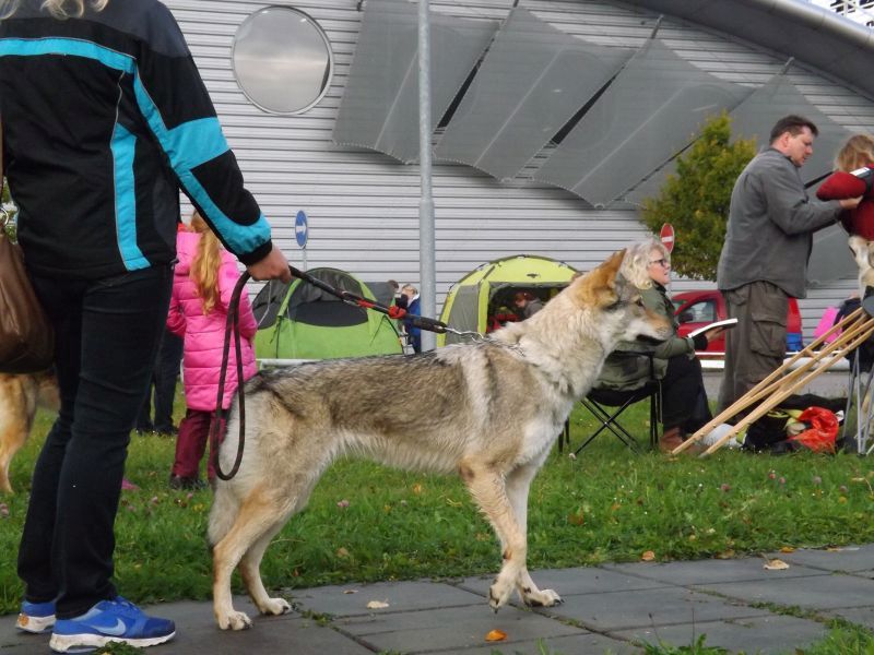 Budulínkova dcera - Jaden Srdcervac - České Budějovice 2017