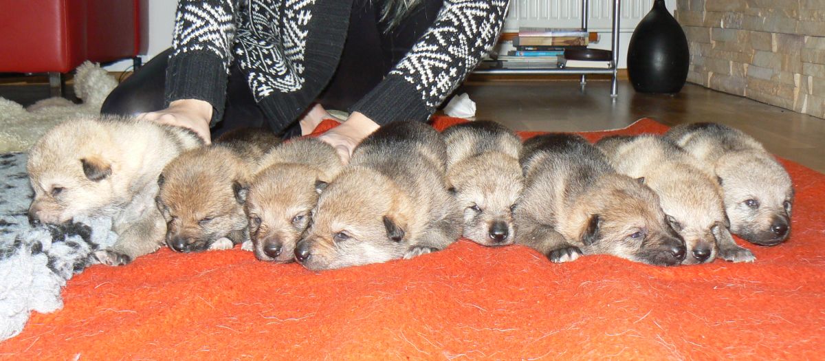 8 puppies II. D z Molu Es 2weeks old