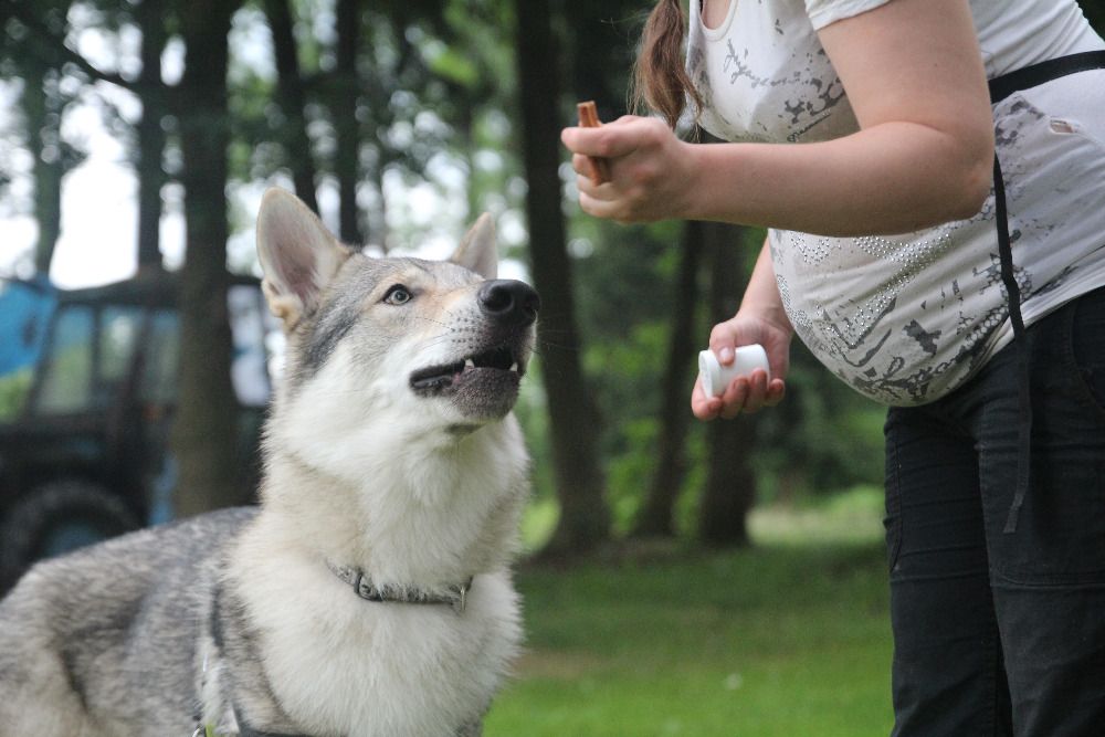 Výcvikový tábor Vrchlabí - nosework Dareba z Molu Es