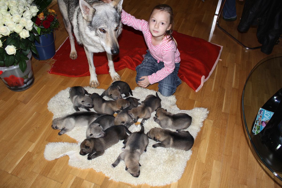 10 dní vrhu E z Molu Es s Madlenkou, poprvé doma.