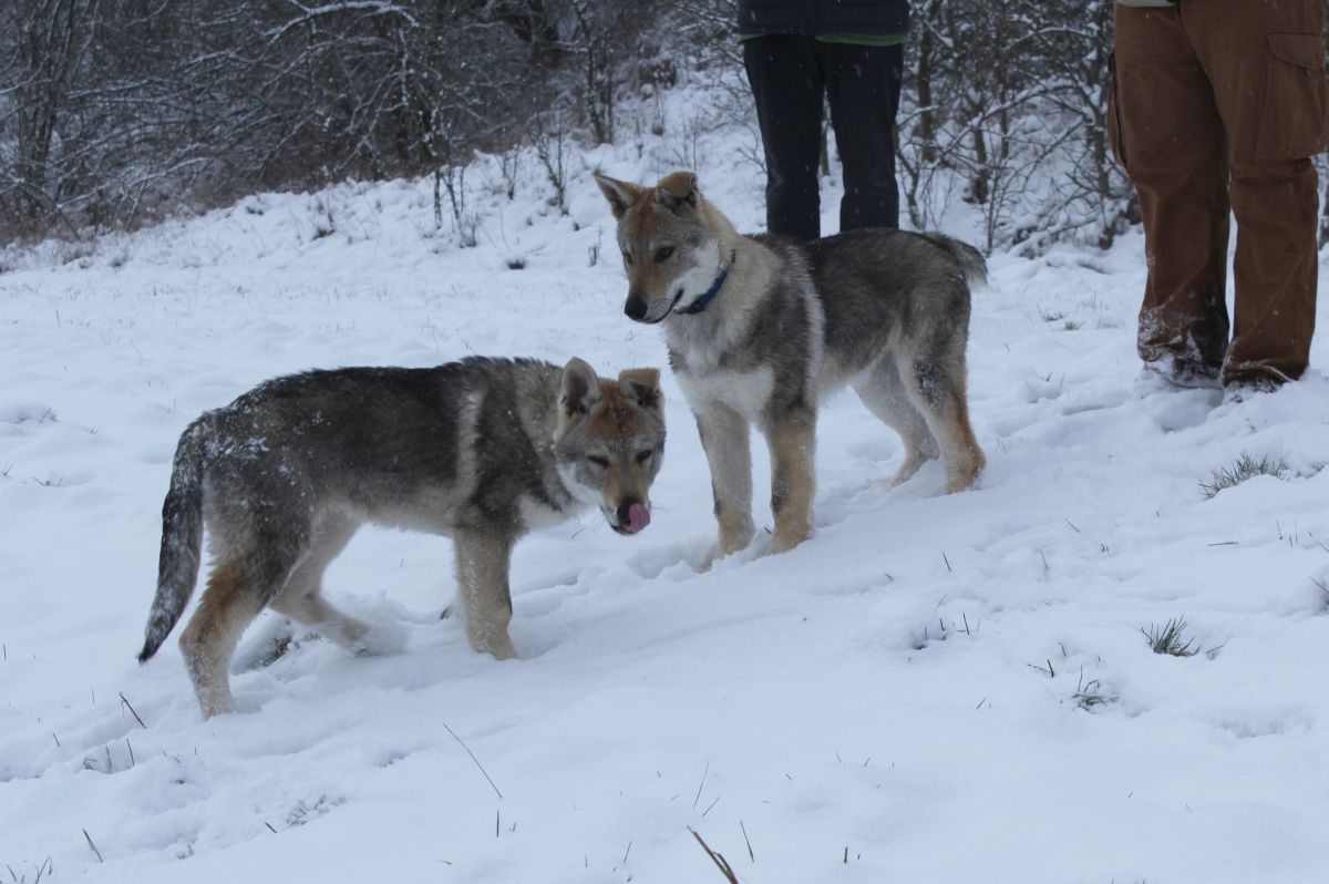 Fu Finka 13 weeks, Erron 14 weeks