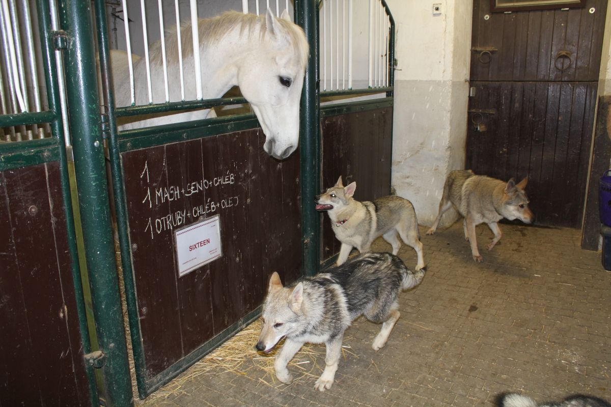 Orka, Carcoolka, Fufi a krásná Sixteen - Vítězka Velké Pardubické! :0)